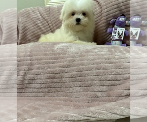 Maltese-Poodle (Toy) Mix Puppy for sale in BENSON, NC, USA
