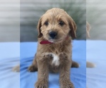 Small Photo #7 Miniature Labradoodle Puppy For Sale in BOWLING GREEN, KY, USA