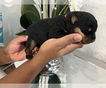 Small Photo #15 Rottweiler Puppy For Sale in FORT WORTH, TX, USA