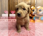 Small Photo #7 Golden Retriever Puppy For Sale in NEOLA, WV, USA