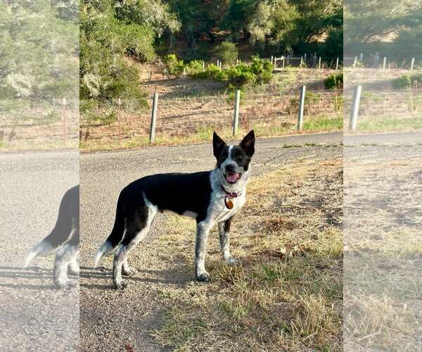 Medium Photo #1 Mutt Puppy For Sale in Paso Robles, CA, USA