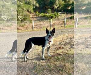 Mutt Dogs for adoption in Paso Robles, CA, USA