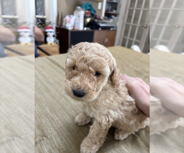 Medium Photo #29 Poodle (Miniature) Puppy For Sale in EAST AMHERST, NY, USA
