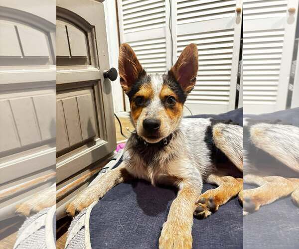 Medium Photo #1 Mutt Puppy For Sale in Gretna, NE, USA