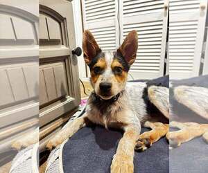 Mutt Dogs for adoption in Gretna, NE, USA