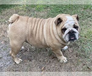 Mother of the English Bulldog puppies born on 03/02/2024