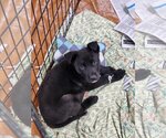 Small Photo #1 Labrador Retriever-Unknown Mix Puppy For Sale in SHERBURNE, NY, USA