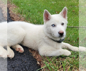 Alaskan Husky Puppy for sale in STRONGSVILLE, OH, USA