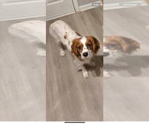 Cavalier King Charles Spaniel Dogs for adoption in Holly Springs, NC, USA