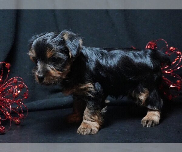 Medium Photo #3 Yorkshire Terrier Puppy For Sale in ROCK VALLEY, IA, USA