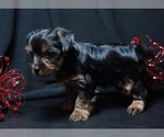 Small #2 Yorkshire Terrier