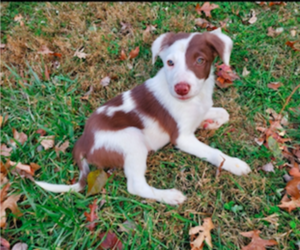 Border Collie Puppy for Sale in PHILA, Pennsylvania USA