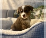 Small #1 Australian Shepherd