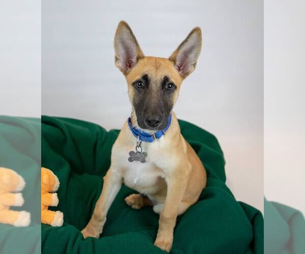 Medium Photo #4 Mutt Puppy For Sale in Kennesaw, GA, USA