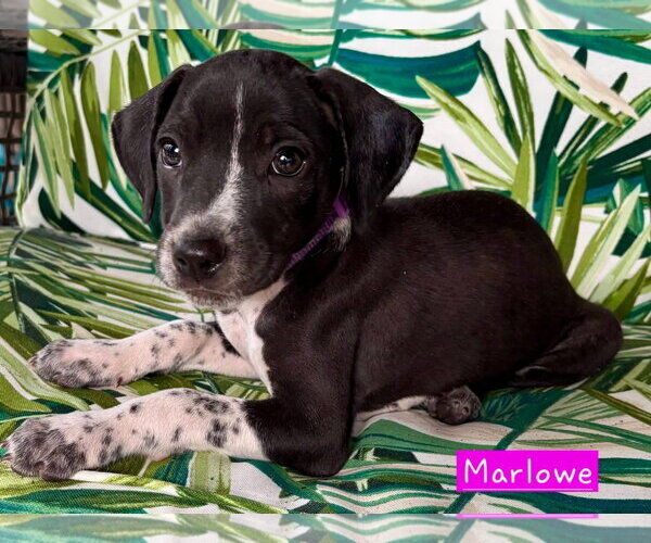 Medium Photo #1 Border Collie-Unknown Mix Puppy For Sale in Alexander, AR, USA