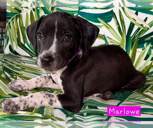 Border Collie-Unknown Mix Dogs for adoption in Alexander, AR, USA