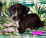Small Border Collie Mix