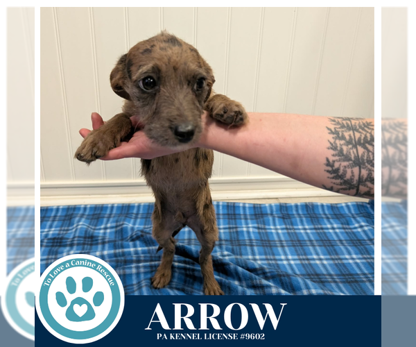 Medium Photo #1 Dachshund-Unknown Mix Puppy For Sale in Kimberton, PA, USA