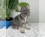 Small #6 French Bulldog