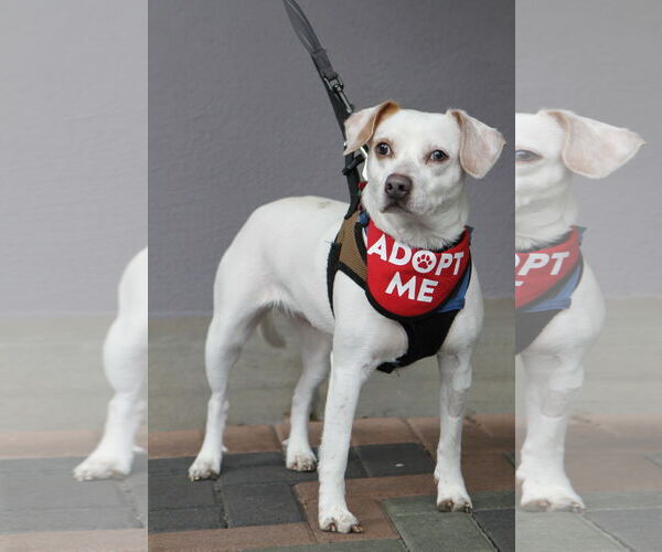 Medium Photo #5 Beagle-Chihuahua Mix Puppy For Sale in Mission Viejo, CA, USA