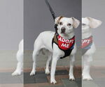 Small #4 Beagle-Chihuahua Mix