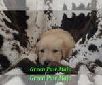 Small #2 Golden Retriever