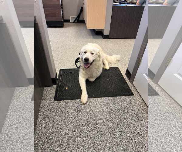 Medium Photo #4 Great Pyrenees Puppy For Sale in Bountiful, UT, USA