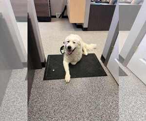 Miss Maggie - Female Great Pyrenees Dog for Adoption - Photo #4