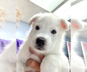 Siberian Husky Dogs for adoption in Gilberts, IL, USA
