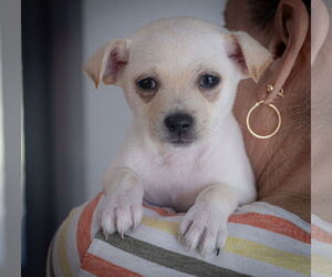Chiranian Dogs for adoption in Bellevue, WA, USA