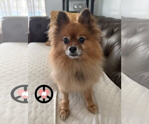 Pomeranian Dogs for adoption in Lebanon, PA, USA