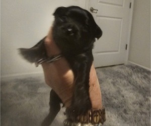 Medium Chihuahua-Chiweenie Mix