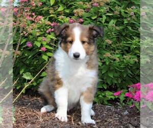 Shetland Sheepdog Puppy for sale in QUARRYVILLE, PA, USA