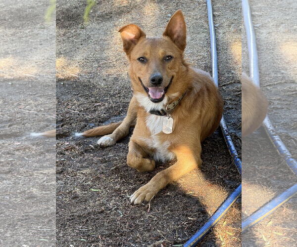 Medium Photo #1 Mutt Puppy For Sale in Lake Elsinore, CA, USA