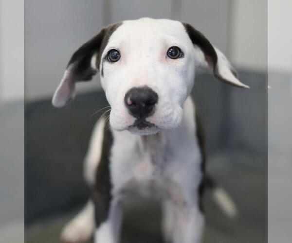 Medium Photo #1 American Staffordshire Terrier-Unknown Mix Puppy For Sale in San Antonio, TX, USA