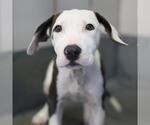 Small American Staffordshire Terrier Mix
