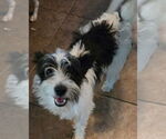 Small #2 Mutt