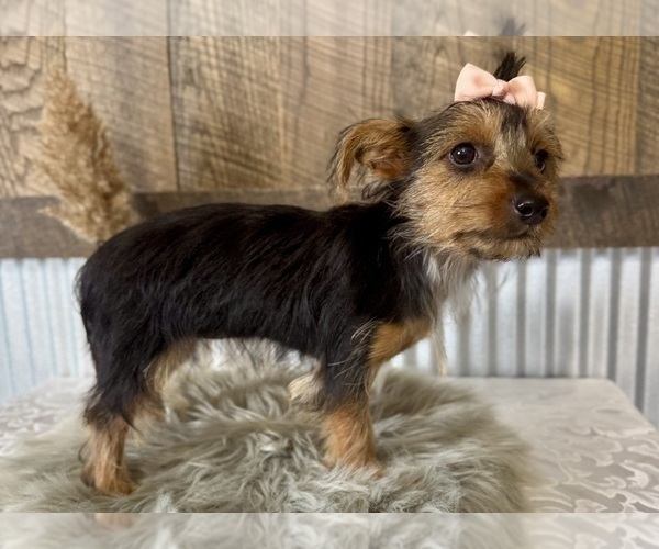 Medium Photo #4 Yorkshire Terrier Puppy For Sale in NAPPANEE, IN, USA