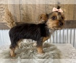 Small #3 Yorkshire Terrier