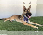 Small #7 German Shepherd Dog Mix