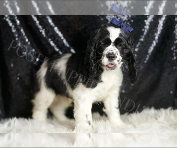 Medium Photo #16 Cocker Spaniel Puppy For Sale in WARSAW, IN, USA