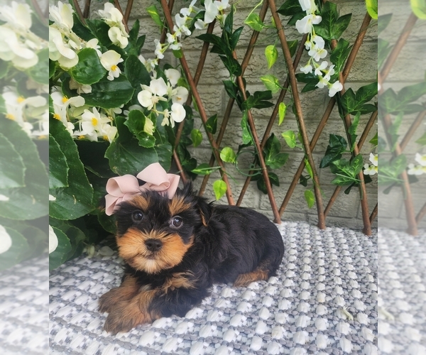 Medium Photo #4 Morkie Puppy For Sale in INDIANAPOLIS, IN, USA
