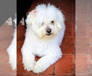 Havanese Dogs for adoption in Oakland Park, FL, USA