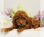 Image preview for Ad Listing. Nickname: Litter of 3