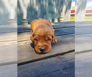 Golden Retriever Puppy for sale in MORGAN, MN, USA