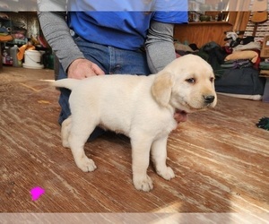 Medium Labrador Retriever
