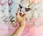 Financing - Female Chihuahua Puppy for Sale - Photo #19