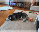 Small Photo #5 Siberian Husky Puppy For Sale in Rustburg, VA, USA