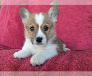 Pembroke Welsh Corgi Puppy for sale in NORWOOD, MO, USA