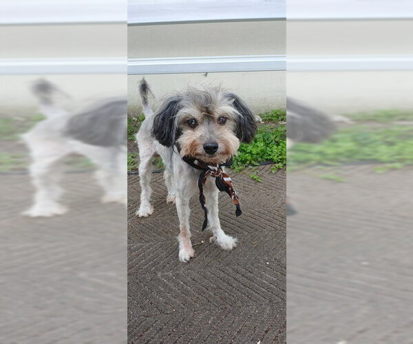Medium Photo #1 Havanese Puppy For Sale in Fort Lauderdale, FL, USA
